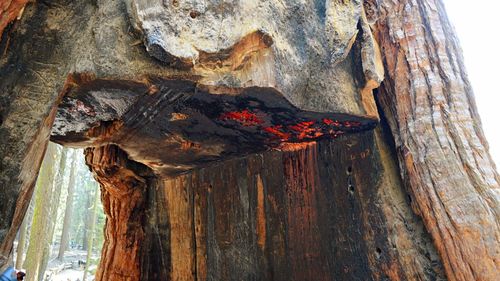 Close-up of tree trunk