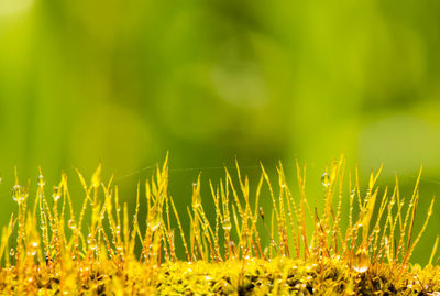 Close-up of yellow flowering plants on field