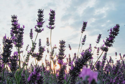 Close-up of purple flowering plants on field against sky