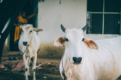 Close-up of two horses