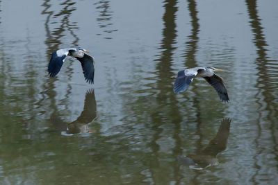 High angle view of gray heron flying in water