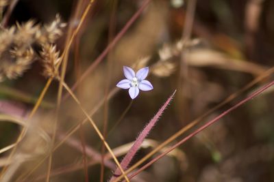 Close-up of plant against blurred background