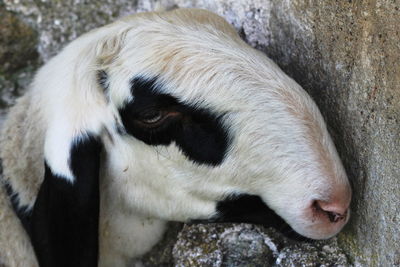 Close-up of horse