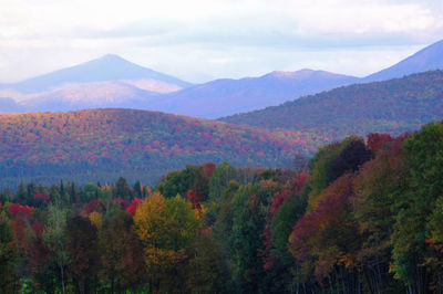 Scenic view of trees during autumn