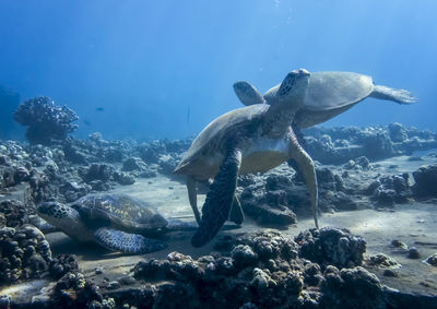 Fish swimming in sea