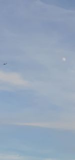 Low angle view of bird flying in sky