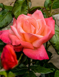 Close-up of pink rose