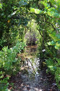 Plants and trees in forest