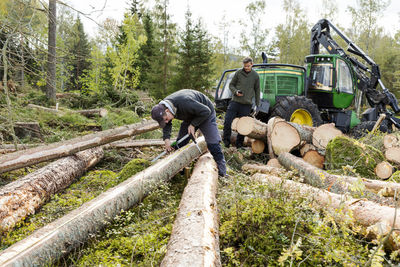 Man measuring tree trunk