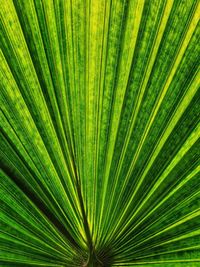 Close-up of palm tree leaves