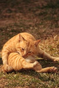 Close-up of ginger cat sitting outdoors