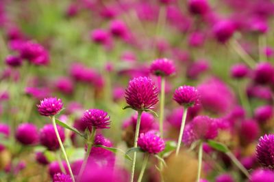 Close-up of pink flowers