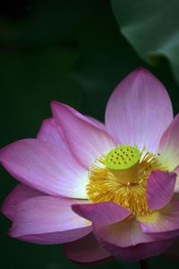 Close-up of fresh pink lotus water lily in pond