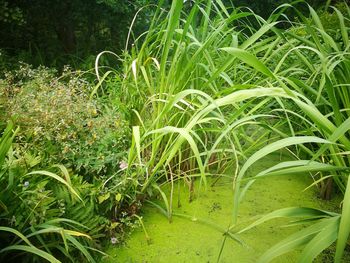 Plants growing on field