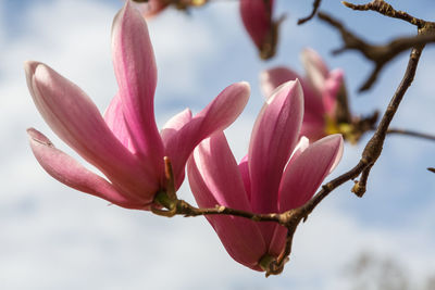 Close-up of pink flowering plant