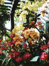 Low angle view of flowers blooming on tree