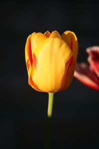 Close-up of yellow tulip against black background