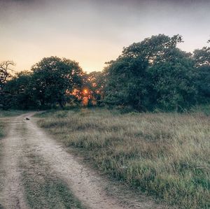 Road by trees against clear sky