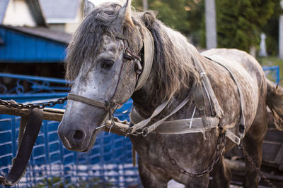 Close-up of horse in ranch