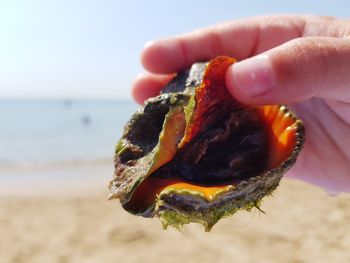 Close-up of hand holding crab on beach