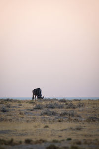 Horse in a field