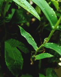 Close-up of raindrops on leaf