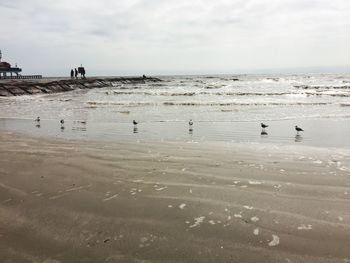 Swans swimming in sea against sky