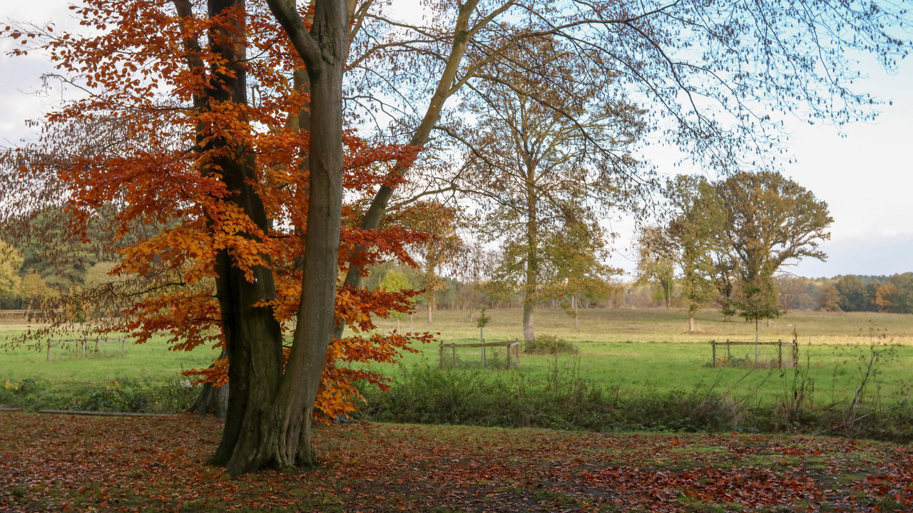 TREES GROWING ON FIELD DURING AUTUMN