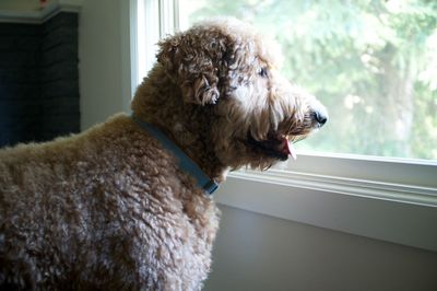 Goldendoodle looking through glass window at home