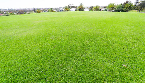 Scenic view of grassy field