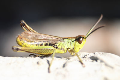 Close-up of insect