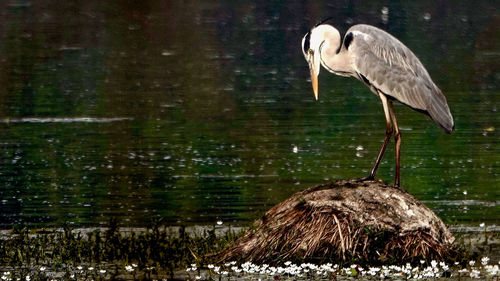 High angle view of gray heron perching on lake