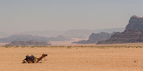 View of a horse on desert