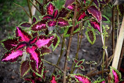 Close-up of pink flowers