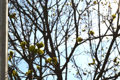 Low angle view of flowering plant against sky