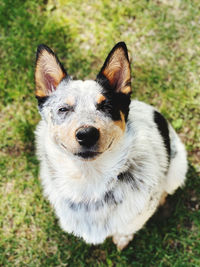 High angle portrait of a dog on field