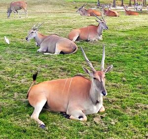 Horses grazing on grassy field