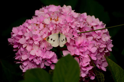 Close-up of pink hydrangea flowers