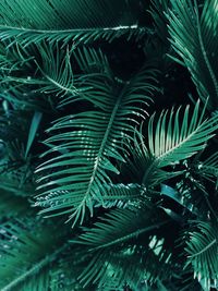 Full frame shot of palm tree leaves