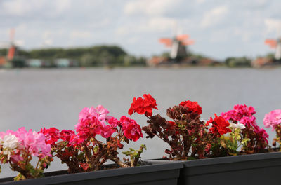Close-up of pink flowering plant against water