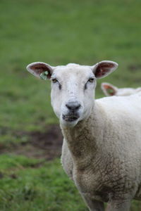 Portrait of sheep standing on field