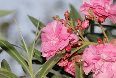 Close-up of pink flowering plant