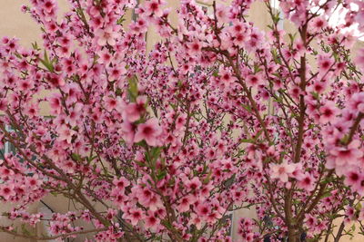 Low angle view of pink flowers on tree