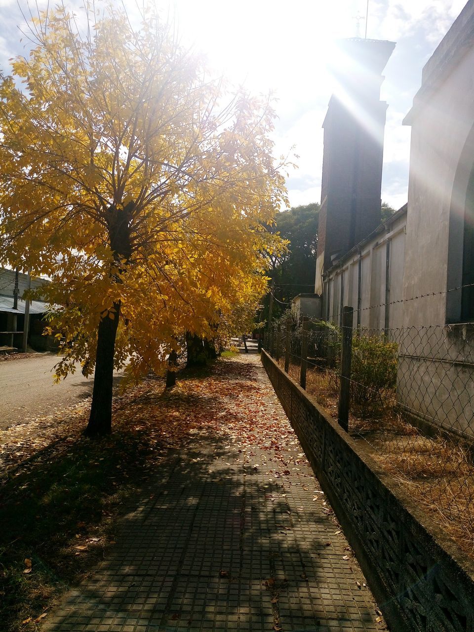 the way forward, built structure, architecture, building exterior, tree, diminishing perspective, sunlight, footpath, vanishing point, walkway, cobblestone, clear sky, empty, pathway, street, growth, transportation, day, outdoors, shadow