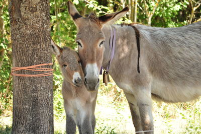 Portrait of donkey with foal standing by tree