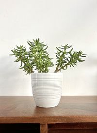 Close-up of potted plant on table against wall