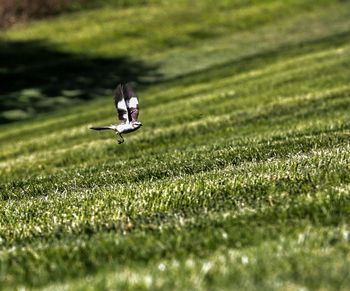 Close-up of bird on field