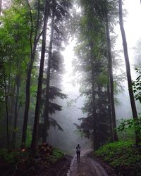 Woman hiking in forest during foggy weather