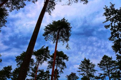 Low angle view of trees against sky