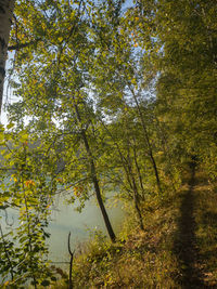 Trees by lake in forest